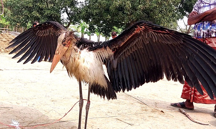 চলনবিলে বিরল প্রজাতির মদনটাক পাখি উদ্ধার