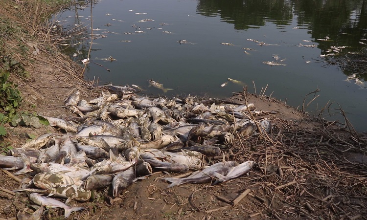 কোটি টাকার মাছ মরে ভাসছে পুকুরে: সর্বস্বান্ত মাছ চাষীরা