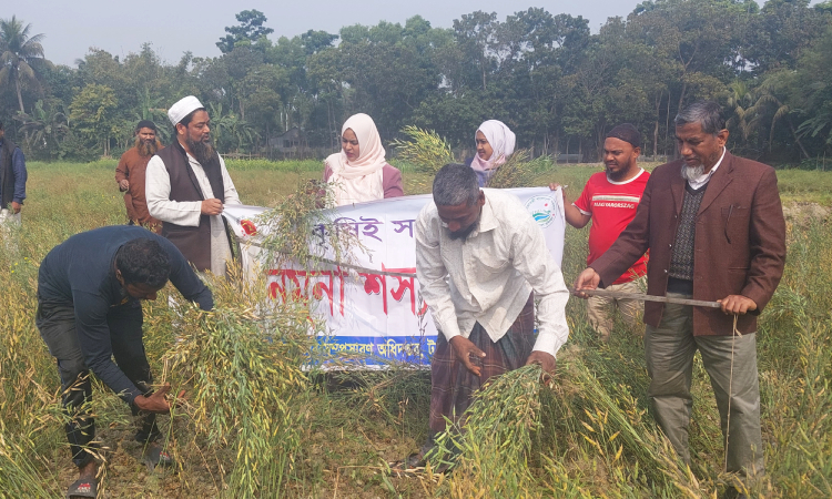 টাঙ্গাইলে ১৪ জাতের সরিষার নমুনা শস্য কর্তন অনুষ্ঠিত