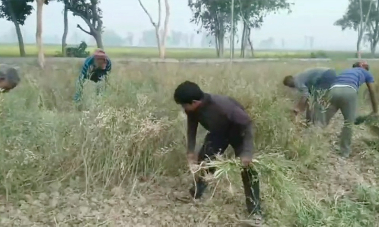 হিলিতে সরিষা কাটাইয়ে ব্যস্ত সময় পার করছে কৃষকরা