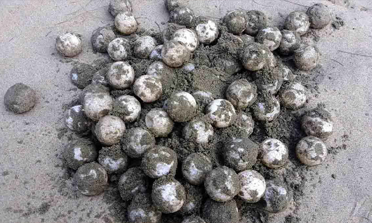 বালিয়াড়িতে ১৩২ ডিম দিয়ে সাগরে ফিরল মা কাছিম