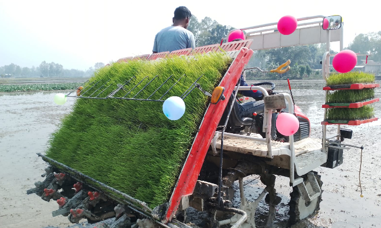 সরিষাবাড়ীতে রাইস ট্রান্সপ্লান্টারের মাধ্যমে ধানের চারা রোপণ কার্যক্রমের উদ্বোধন