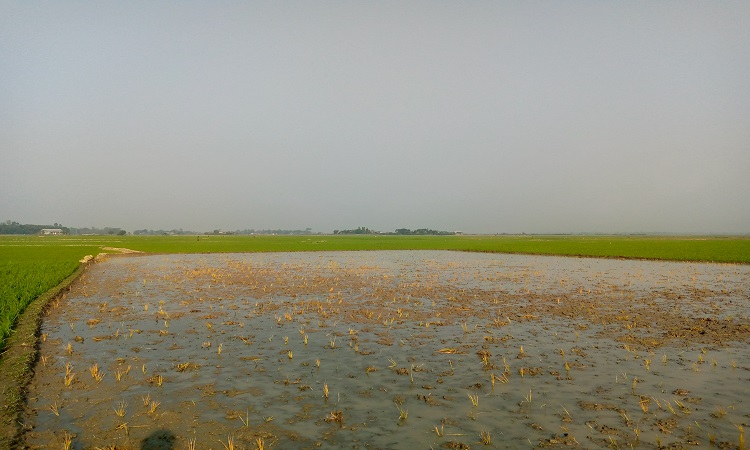 কৃষকের ধানের চারা উপড়ে ফেলল প্রতিপক্ষ