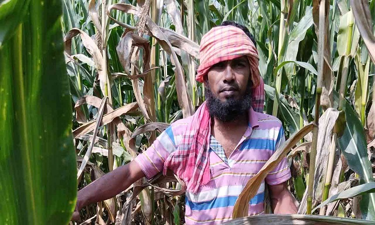 চুয়াডাঙ্গা দেখা দিয়েছে ‘ফিউজারিয়াম স্টক’ রোগ, দুশ্চিন্তায় ভুট্টা চাষির