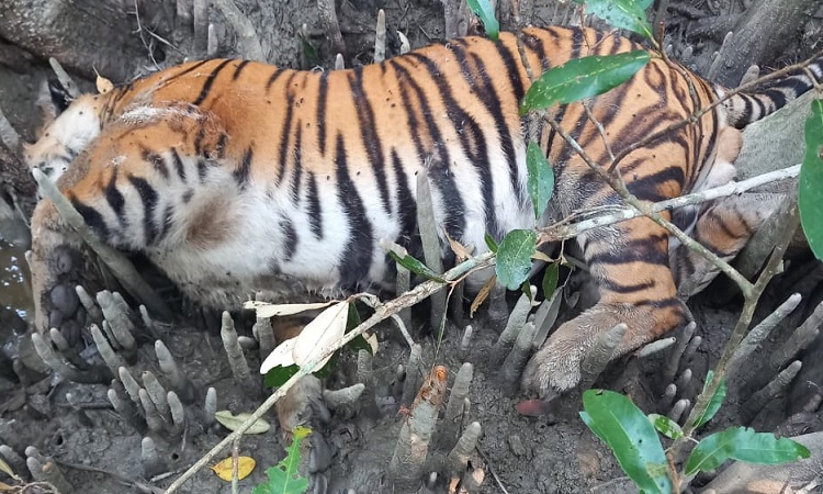 কচিখালী টাইগার পয়েন্ট খাল থেকে বাঘের মৃতদেহ উদ্ধার