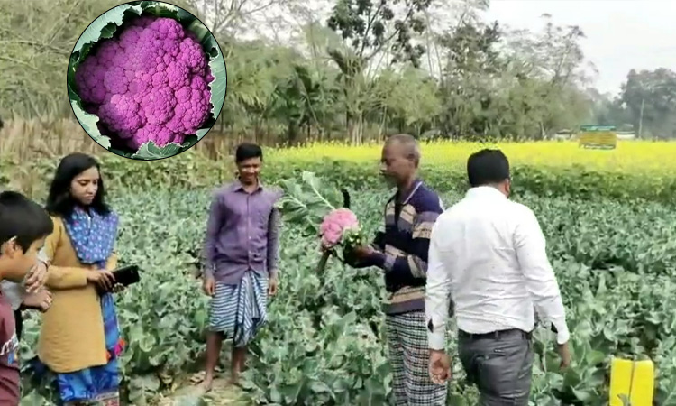 রঙিন ফুলকপি চাষে সফল হাকিমপুরের কৃষক গোলাম মোস্তফা