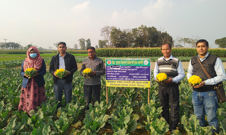 খানসামায় রঙিন ফুলকপিতে বাজিমাতের আশা