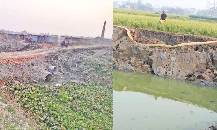 সিংগাইরে রাতের আঁধারে ৩ ফসলি জমি থেকে চলছে মাটি বিক্রি