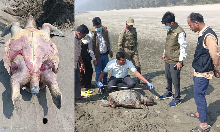 কক্সবাজারে ১০ ঘণ্টার ব্যবধানে ভেসে এল তিনটি মৃত কচ্ছপ