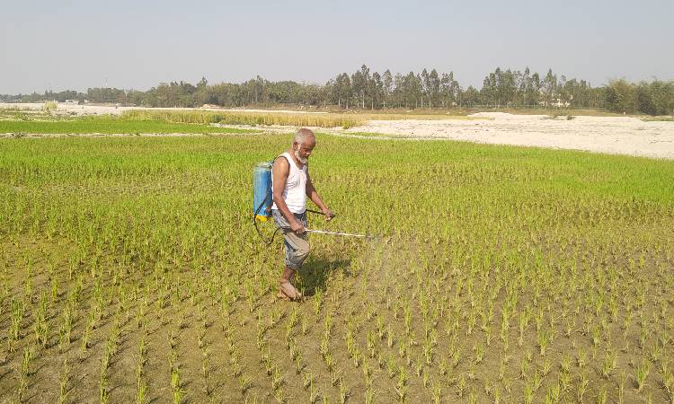 আত্রাই নদীর চরে কৃষকের স্বপ্ন