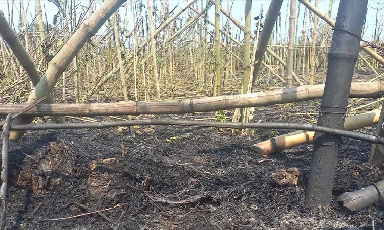 হরিণাকুণ্ডে আগুনে পুড়ে ছাই ১৬ বিঘা পানের বরজ