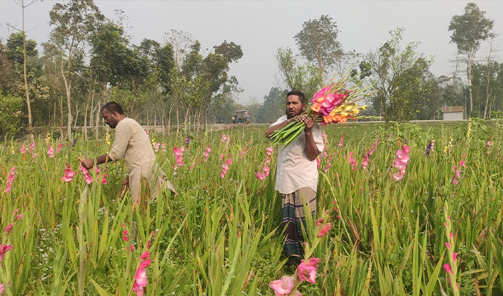 কুড়িগ্রামে বাণিজ্যিকভাবে গ্লাডিওলাস ফুল চাষ