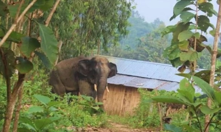 ঈদগাঁওতে হাতির আক্রমণে কাঠুরিয়া নিহত