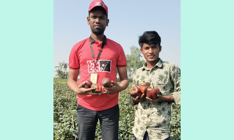 হাসি ফুটল সেই কৃষকের মুখে, স্বপ্ন কিনে নিলো তার ক্যাপসিকাম