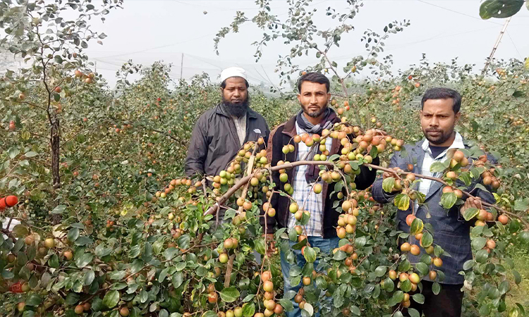 দৌলতপুরে কুল বাগান করে সাফল্য পেয়েছেন রিপন আলী