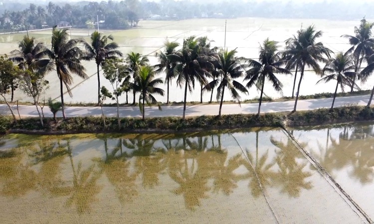 নজরকাড়া প্রাকৃতিক সৌন্দর্যে ভরা ঝিনাইদহ ‘প্যারিস রোড’