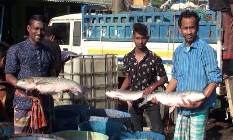 দৈনিক কোটি টাকার মাছ বিক্রি হয় চুয়াডাঙ্গা বাজারে