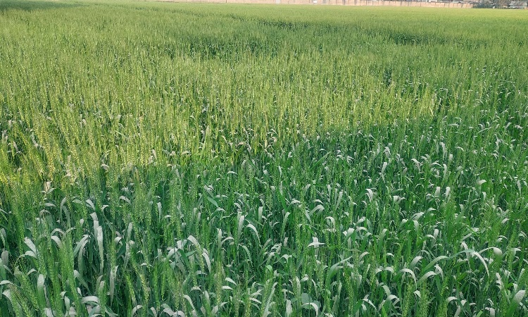 ঠাকুরগাঁওয়ে দিন দিন কমছে গমের আবাদ