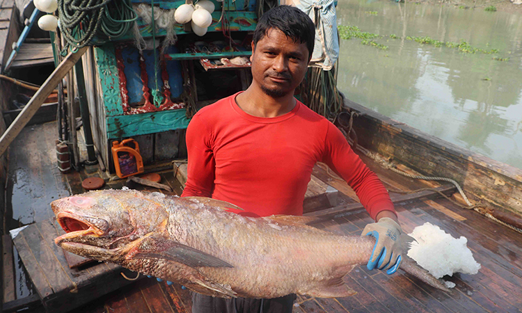 এক জালে ধরা পড়ল ২০ লক্ষাধিক টাকার লাক্ষা মাছ