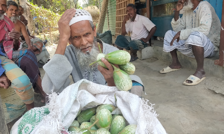 গুরুদাসপুরে বেগুনের কেজি ২ টাকা