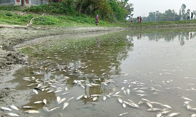 বিষ প্রয়োগে সরকারি পুকুরের ৪ লাখ টাকার মাছ নিধনের অভিযোগ