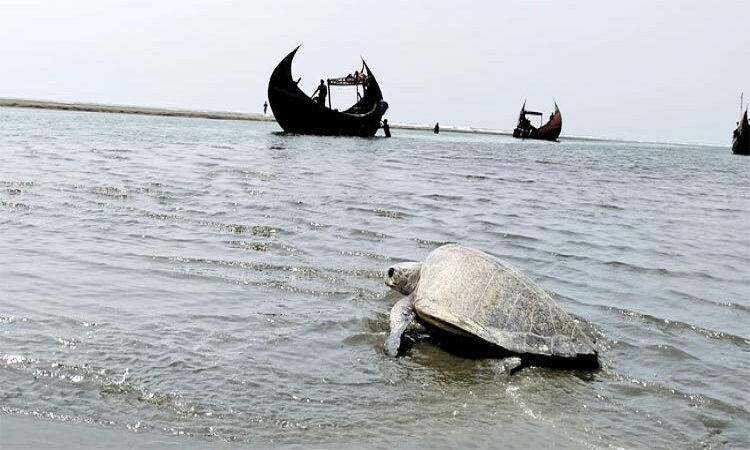 বুকে ‘চিপ ট্যাগ’ নিয়ে সমুদ্রে নেমে গেল দুই কাছিম