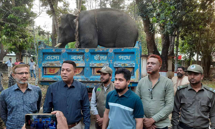 লামায় অবৈধভাবে কাঠ পরিবহনে ব্যবহৃত পোষা হাতি উদ্ধার