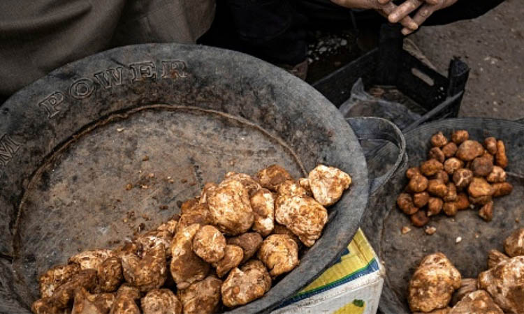 সিরিয়ায় মরুতে ট্রাফল সংগ্রহের সময় আইএসের হামলা, নিহত ১১