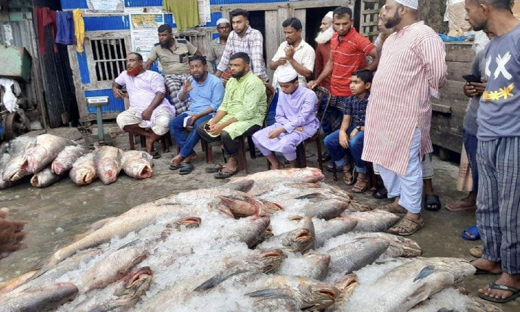 ইন্দুরকানীতে একই জালে আবারও ধরা পড়লো ২৫ লাখ টাকার লাক্ষা মাছ