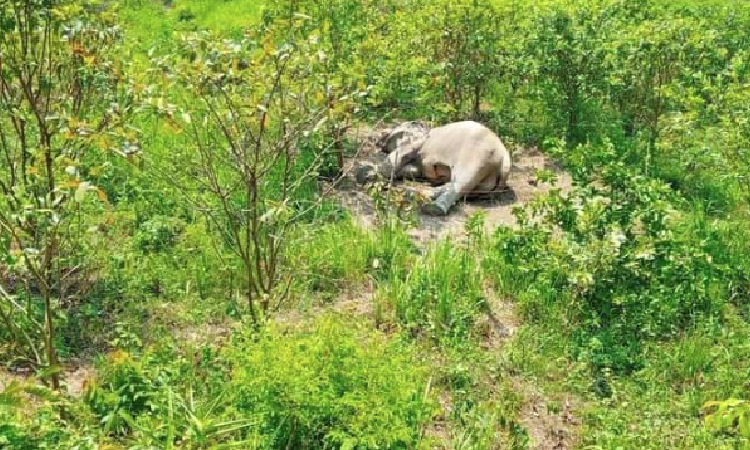 টেকনাফের লেদা পাহাড়ি এলাকা থেকে বন্যহাতির মৃতদেহ উদ্ধার