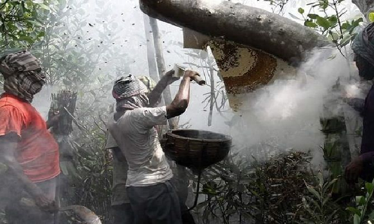 ১ এপ্রিল থেকে সুন্দরবনে মধু আহরণ শুরু