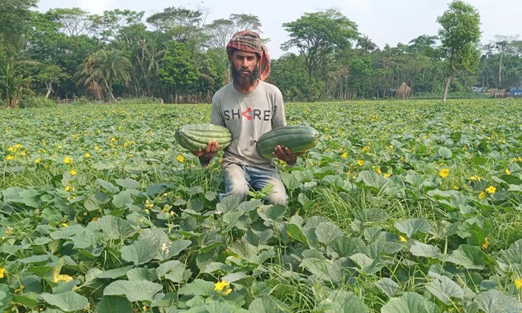 ইন্দুরকানীতে বাঙ্গি চাষে ফলন ভালো, চাষিদের মুখে হাসি