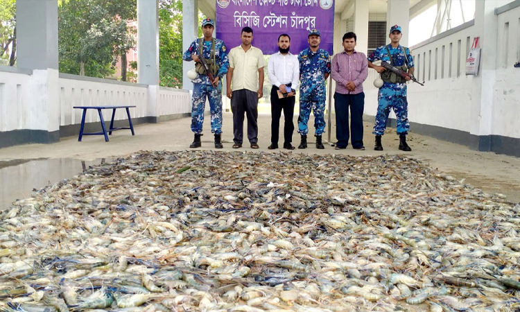 চাঁদপুরে মাটিতে পুঁতে ফেলা হলো ৫০০ কেজি চিংড়ি