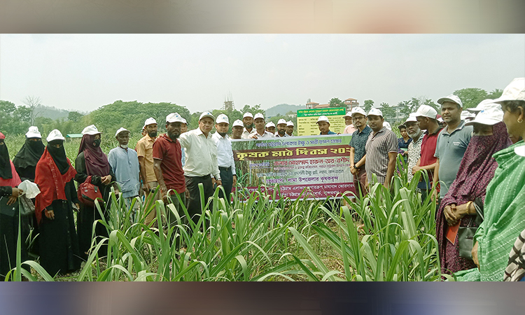 লামায় তামাকের বিকল্প হতে পারে ইক্ষু ও সাথী ফসল চাষ