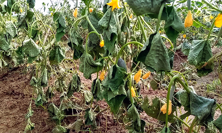 ধর্মপাশায় কৃষকের ১০০ শতাংশ জমির শসা গাছ কেটে দিয়েছে দুর্বৃত্তরা