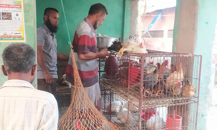 হিলিতে সপ্তাহের ব্যবধানে বেড়েছে মুরগির দাম