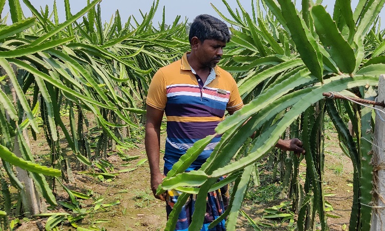 কৃষকের প্রাণনাশের হুমকি, রাতের আঁধারে ১ হাজার ড্রাগন গাছ কর্তন