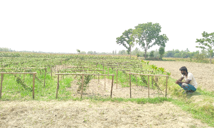 খানসামায় ক্ষেতের সব পটল গাছ উপড়ে দিলো দুর্বৃত্তরা