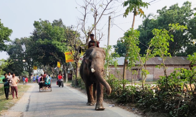 খানসামায় হাতি দিয়ে চাঁদাবাজি, দুই মাহুতকে কারাদণ্ড