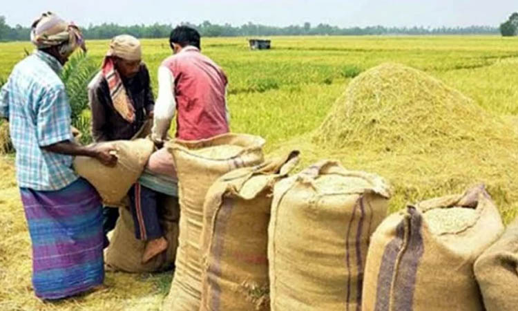 ‌‘বোরো মৌসুমে সাড়ে ১৭ লাখ টন ধান, চাল ও গম সংগ্রহ করবে সরকার’