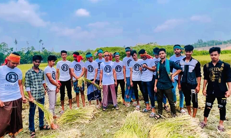 নোয়াখালীতে কৃষকের পাকা ধান কেটে ঘরে তুলে দিল ছাত্রলীগ