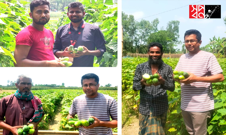 দুঃসময়ে শসা চাষিদের পাশে ‘স্বপ্ন’