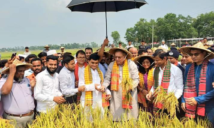 শ্রীমঙ্গলে ধানকাটা উৎসবের উদ্বোধন করলেন কৃষিমন্ত্রী