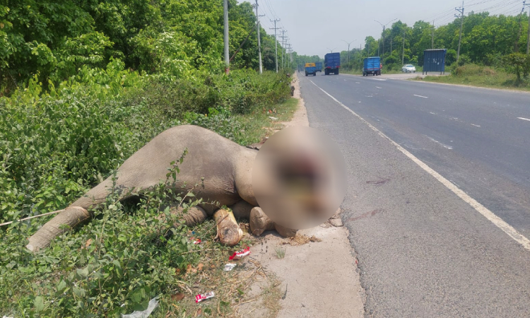 গাজীপুরে মহাসড়কের পাশ থেকে মরা হাতি উদ্ধার