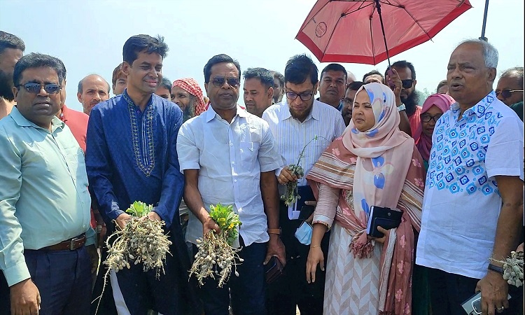 সরিষাবাড়ীতে চিনাবাদাম প্রদর্শনীর মাঠ দিবস অনুষ্ঠিত