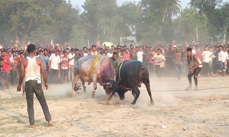 সুলতান মেলায় ঐতিহ্যবাহী ষাঁড়ের লড়াই