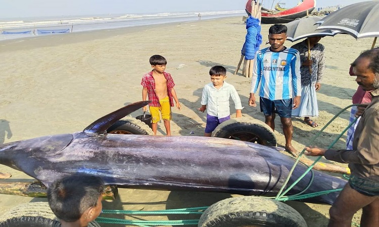 বঙ্গোপসাগরে জেলের জালে চারশ কেজি ওজনের তলোয়ার মাছ