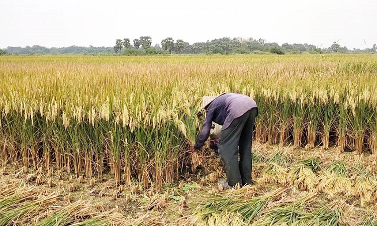 নড়াইলে তীব্র তাপপ্রবাহে ইরি-বোরো ধান কাটা ব্যাহত, দুর্ভোগে চাষিরা