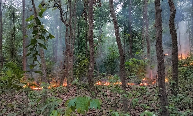 শেরপুরে আগুনে পুড়ছে গারো পাহাড়ের সবুজ বন