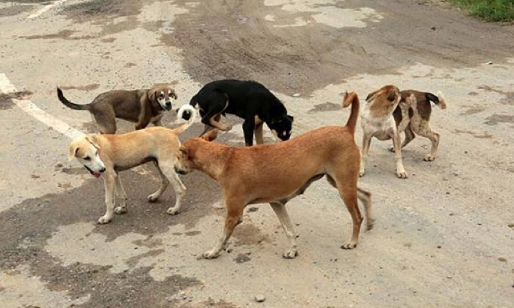 ডেমরায় বেওয়ারিস কুকুরের কামড়ে শিশু আহত